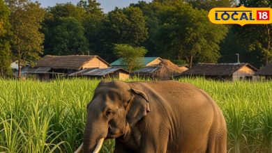 Wild elephants have entered your colony, you can save life by taking these remedies