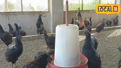 This chicken is an egg phenomenon … The question is tremendous, will be made a few months rich, neighbors will be seen!