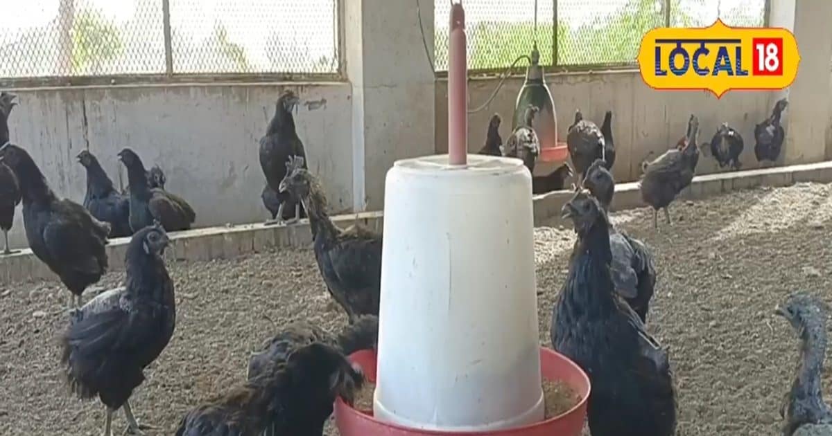 This chicken is an egg phenomenon … The question is tremendous, will be made a few months rich, neighbors will be seen!