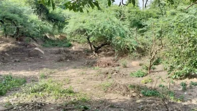 Forest Department in Delhi will get the first work plan in the Ridge area, Forest Research Institute has started working – NCR New Delhi City Action Plan for Ridge Area Conrsration