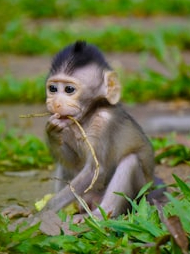 Distribute Ebola through the consumption of monkey meat?