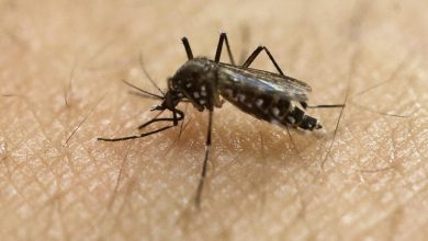 Illinois Confirms First 2025 Human Case of West Nile Virus – ryan