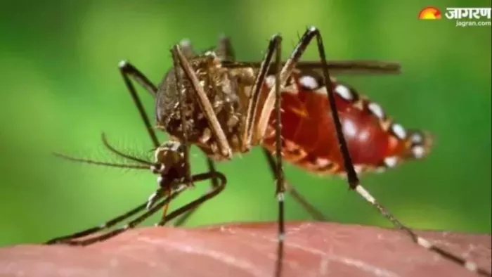 Dengue sting in uttarakhand, first case in kotdwar; System took place – Dengue outbreak in Pauri Garhwal Health Department Alert