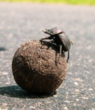 7 countries, where insects and pests are common!