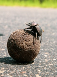 7 countries, where insects and pests are common!