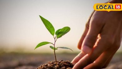 Green will be found in Palamu with 5 lakh plants in 2800 hectares, employment will be available at Birsa Gram Yojana