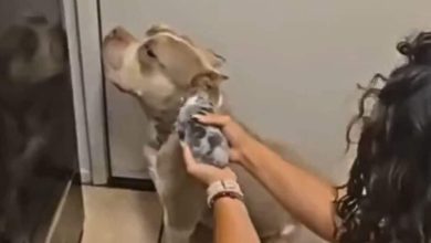 “At least give the money for maintenance!” The dog pregnant the neighbor’s dog and then pointed his face to the children!