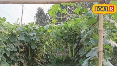 Agri Tips: In 40 days there will be earned that will be earned, farmers must grown this green thing