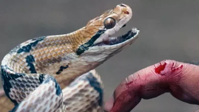 SNAKEMAN DEPARTMENT: 58 thousand people die from snake bite every year in India, 98 lives can be avoided – Snake bite deaths in India awareness are key to prevention and year 58 thousand people the the the the the the the the the the the the the the the t