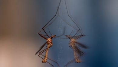 Not a single mosquito is found in this country!
