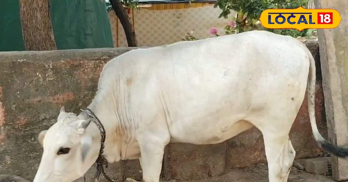 The danger in the monsoon has increased … these deadly diseases spread from animals to humans!