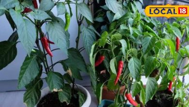 Stop buying at the market … Growing green chillies at home, it’s very easy to grow in the pot