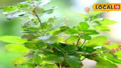 Tulsi Puja 2025: Tulsi Puja in Ashwin month, financial crisis will be gone, know the method