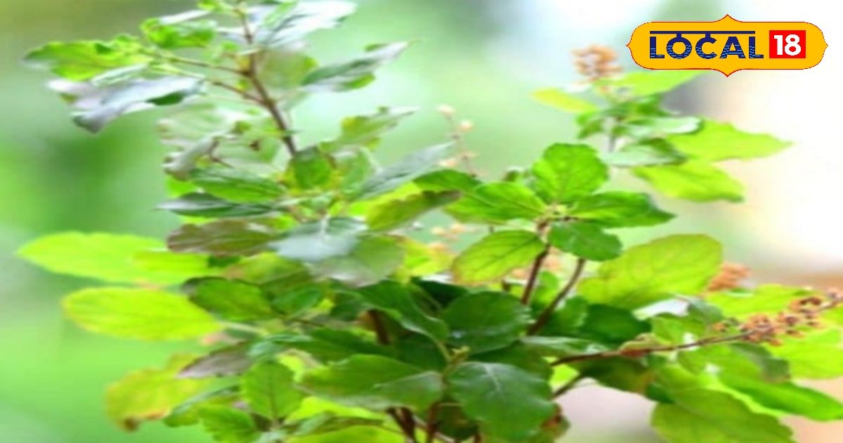 Tulsi Puja 2025: Tulsi Puja in Ashwin month, financial crisis will be gone, know the method