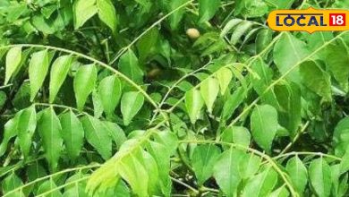 Take this wonderful leaf daily, health will be tremendous and the look will be beautiful