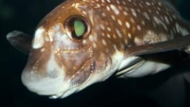 Do the sharks grow teeth on the head to get intimate?