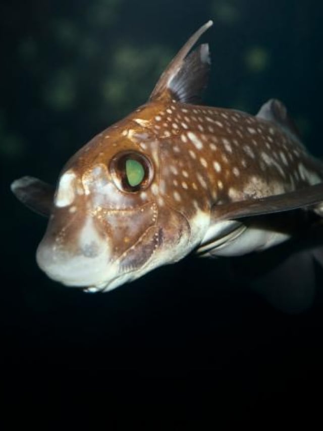 Do the sharks grow teeth on the head to get intimate?