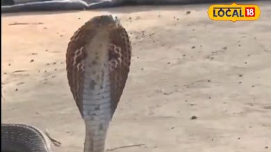’12 years, 13 thousand rescue … ‘, meet’ snake mitra ‘from lakhimpur, how to save poisonous snakes
