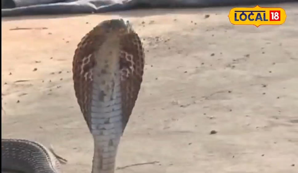 ’12 years, 13 thousand rescue … ‘, meet’ snake mitra ‘from lakhimpur, how to save poisonous snakes