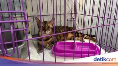 Eko Patrio Cat, brought by the masses, experienced a wound and tension