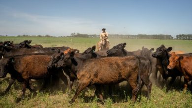A new highlight for global meat prices amid cows in a hurry