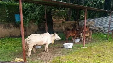 In this district UP, two dozen animals were killed due to fever, Cattiana Village dozens of livestock dead