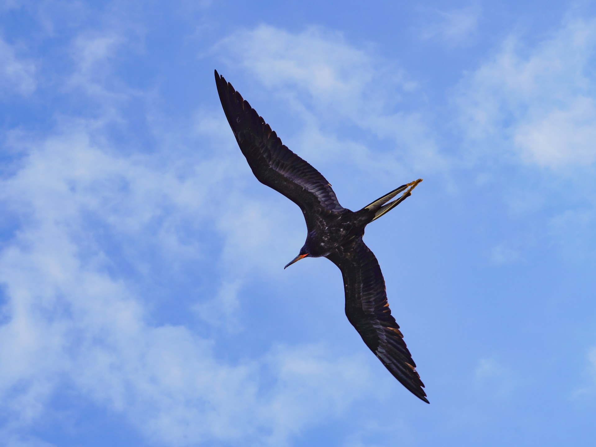 This bird can fly constantly for 10 months!