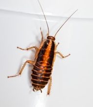 8 countries, where there is a popular snack cockroach!