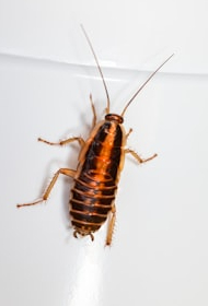 8 countries, where there is a popular snack cockroach!