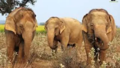In the Pilibhit Tiger Reserve, tourists will now have elephants, be careful – Pilibhit Tiger Reserve tourists to see elephants daily