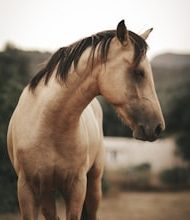 Horses meet both plains and food here!