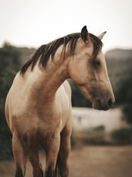 Horses meet both plains and food here!
