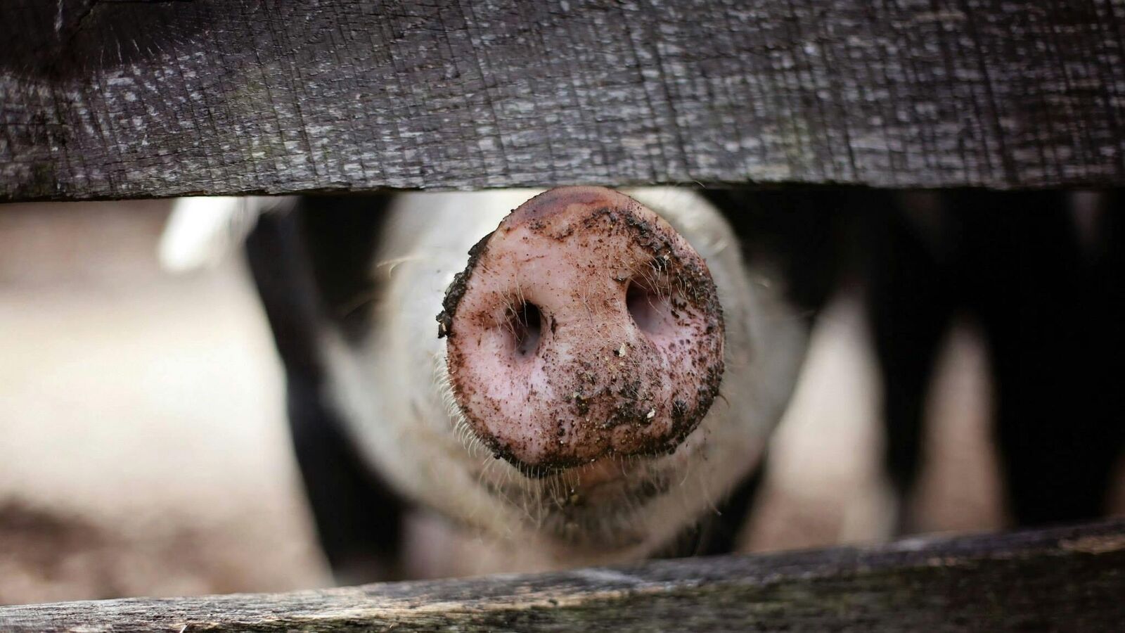 US FDA Greenlights Human Trials of Pig Wreks, as 37 million adults suffer from chronic kidney disease