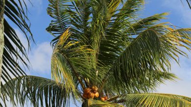 Is your coconut oil not forged?