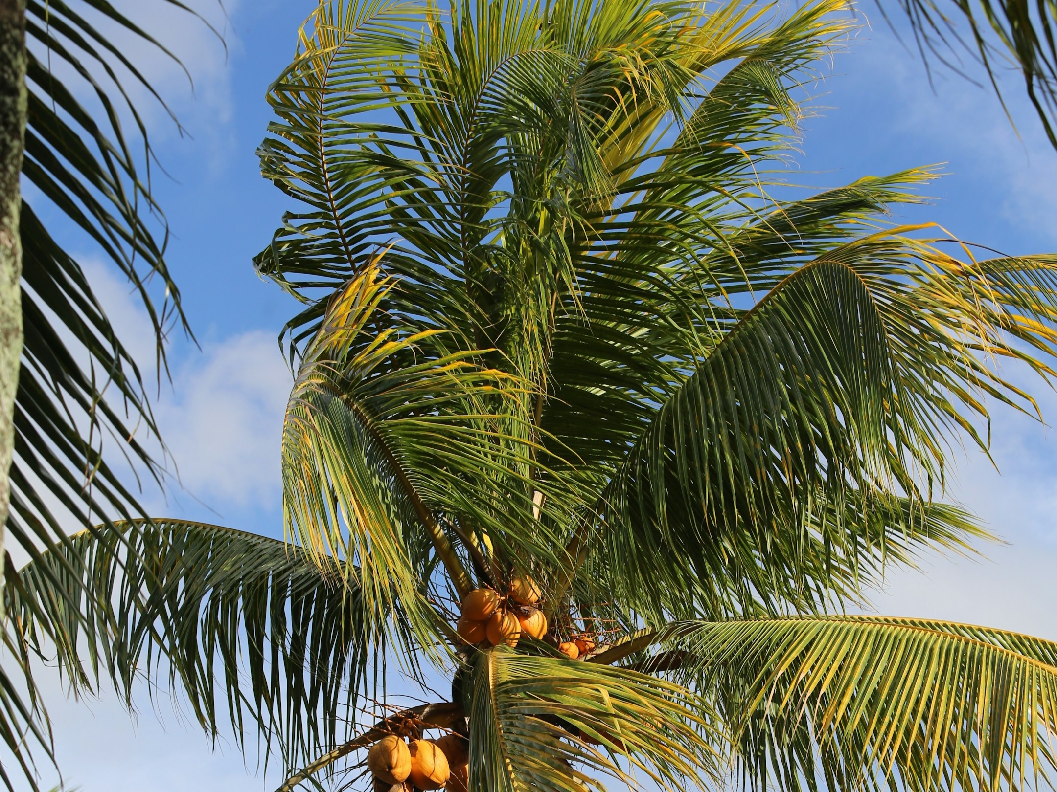 Is your coconut oil not forged?