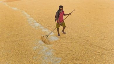 How to reform India’s ethanol-adjusted wheat rush farms and attract risks