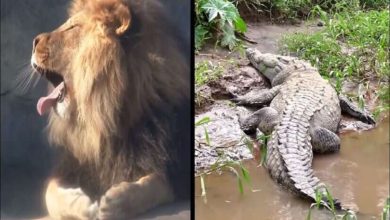 The horrible clash between the lion and the most dangerous hunter of water will be stunned to see the result in viral video