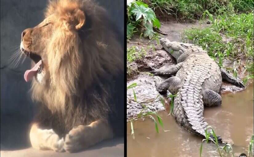 The horrible clash between the lion and the most dangerous hunter of water will be stunned to see the result in viral video