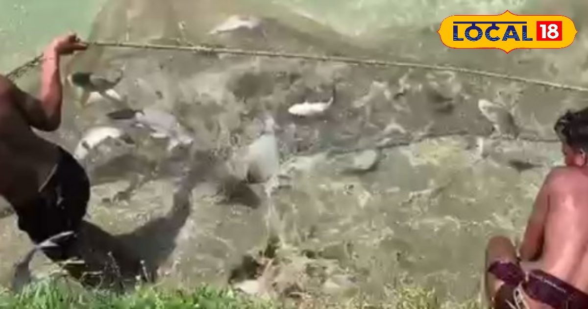 Tips for fish farming: ‘Math’ of Fisheries! If you avoid these mistakes there will be no loss, experienced farmer has given special tips