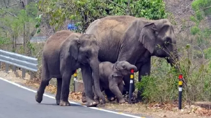 Uttarakhand: In a Tiger attack in Corbett, an adult female elephant that fell off the hill, Tiger Attack kills the female elephant in Corbett Tiger Reserve