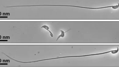 The discovery of sperm installation paves the way to diagnose the causes of infertility