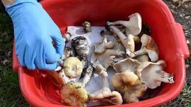 Murder with mushrooms! Toxic in food … The bodies of family members laid at home know how