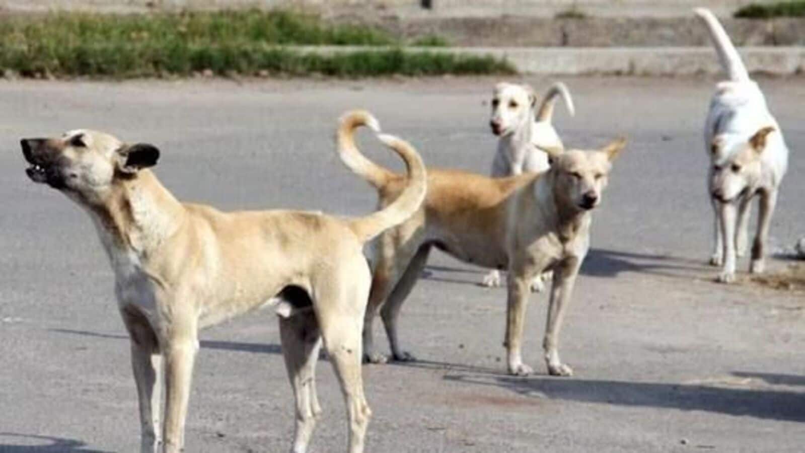 Delhi to microchip 1 million stray dogs: Minister Kapil Sharma calls steps to contain threat