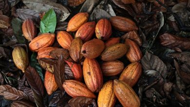 Algeria signs an agreement with Uganda to produce coffee and cocoa