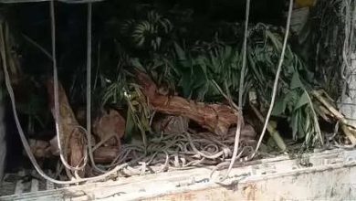 Noida police caught 50 lakh wood, arrested two smugglers