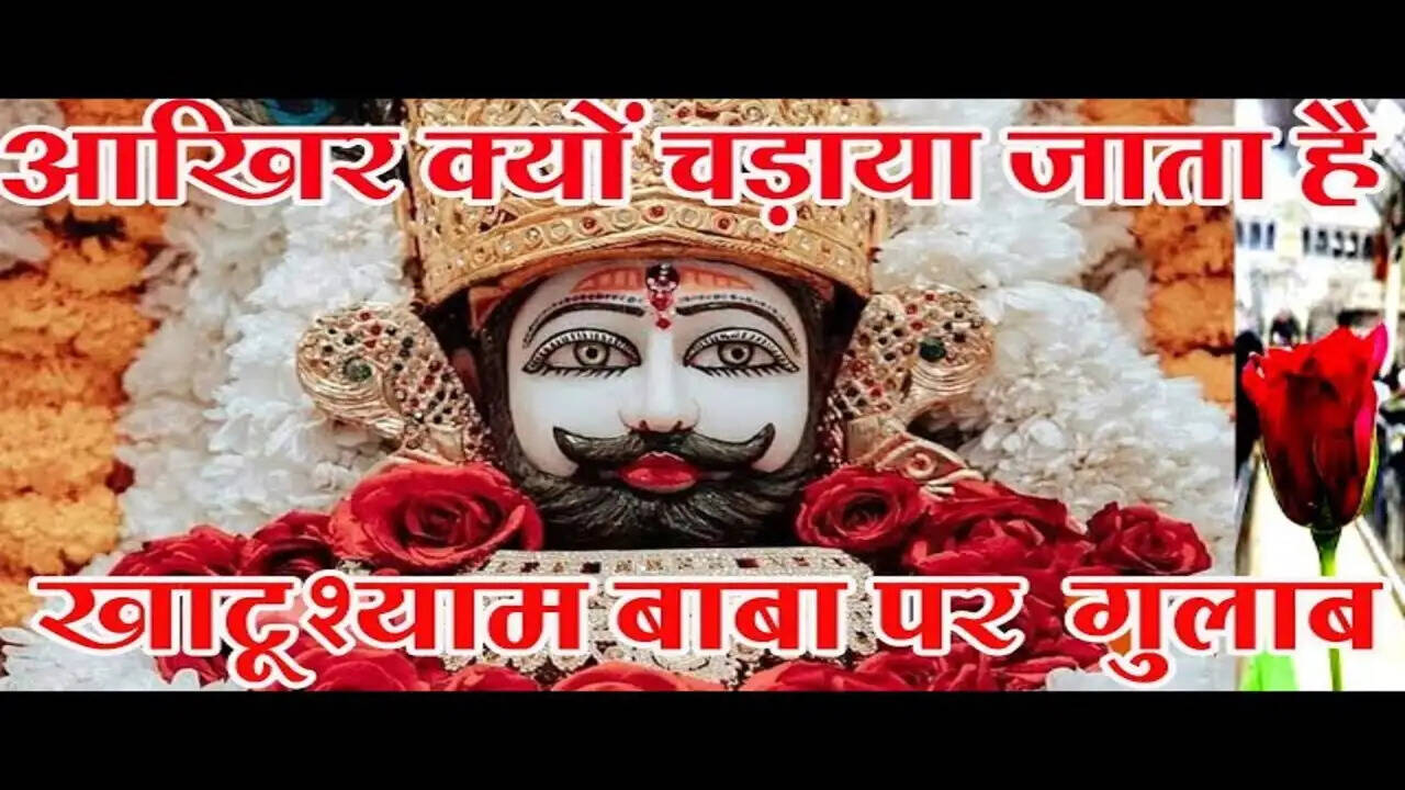 Why do dedicated rose flowers take in the Khatu Shyam Temple? Religious belief in the video, you will also be stunned
