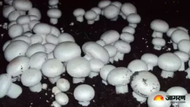 78 Lakh Embroison in the name of mushroom production in Muzaffarpur, Fir Registered -Fraud in the Mushroom Production Agency Discuss