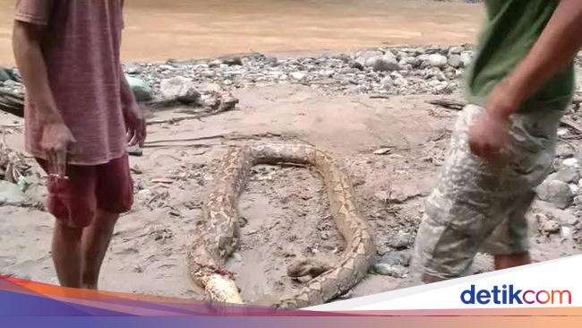 Horror! Gold panning wrapped in Gorontalo about 7 meters of python while sleeping