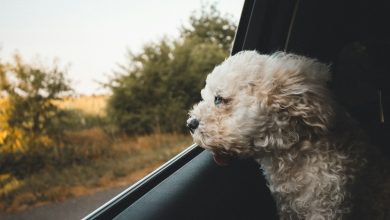 Traveling with pets will be made this way!