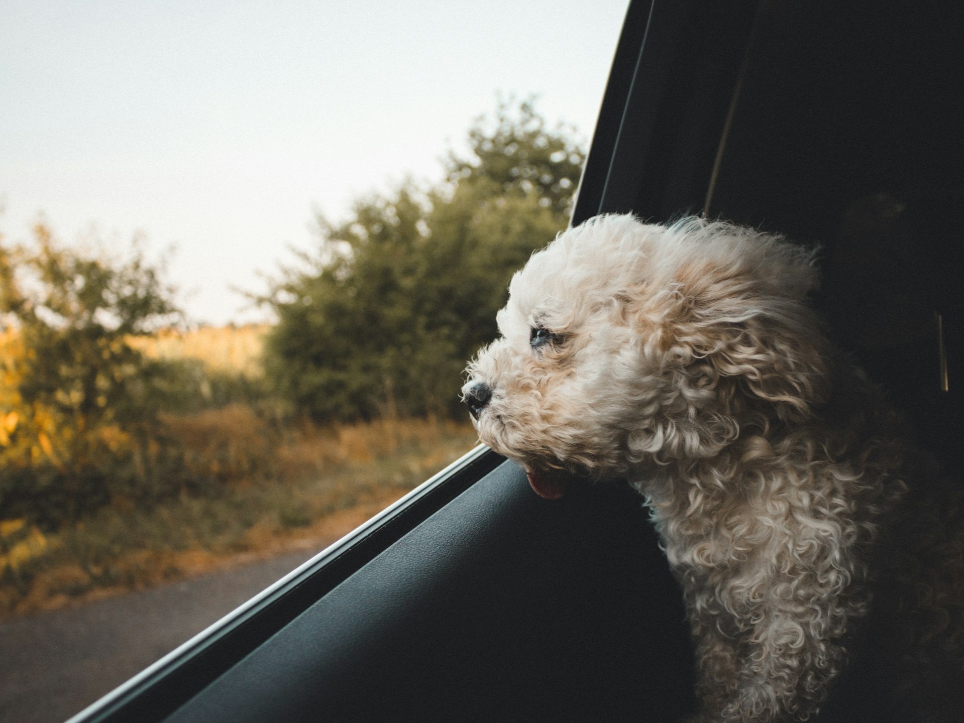 Traveling with pets will be made this way!